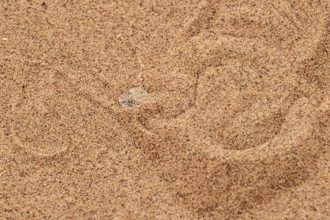 Dwarf puff adder (Bitis peringueyi) hiding in the sand, camouflage, Namib Desert, Namibia