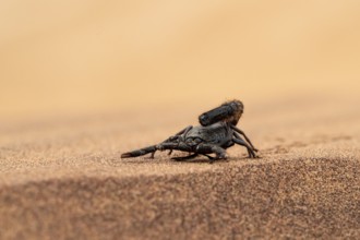 Black scorpion (Parabuthus villosus) running across sand, Namib Desert near Swakopmund, Namibia
