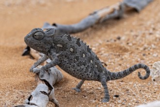 Desert chameleon, Namaqua chameleon (Chamaeleo namaquensis), Namib Desert near Swakopmund, Namibia
