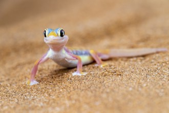 Palmato gecko (Pachydactylus rangei), Namib Desert, Namibia
