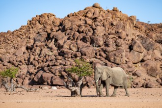 African elephant (Loxodonta africana), desert elephant, riverbed of the Ugab River, Damaraland,
