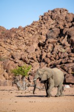 African elephant (Loxodonta africana), desert elephant, riverbed of the Ugab River, Damaraland,