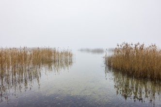 Autumn morning fog on the reed belt on the shores of Lake Mondsee, Salzkammergut, Upper Austria,
