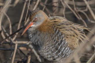 Water Rail (Rallus aquaticus) sits on branches in the swamp. It has grey feathers and stripes.