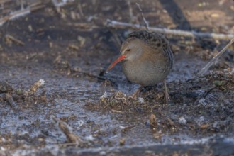 Water Rail (Rallus aquaticus) runs along a branch at the edge of the water in the moor. The sun