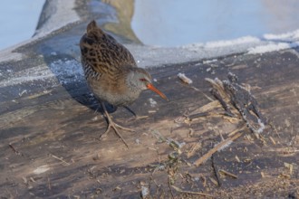 Water Rail (Rallus aquaticus) runs along a branch at the edge of the water in the moor. The sun is