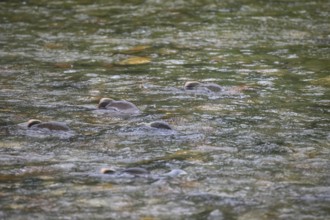 Atlantic salmon (Salmo salar) swimming close to the surface on their spawning migration in a