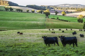 Bulls and Cows on Scottish Borders Farms, Scotland, UK