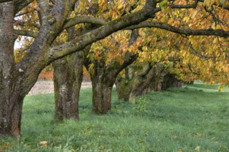 Old cherry trees (Prunus avium) of a plantation in autumn colour, Karsberg, Upper Franconia,