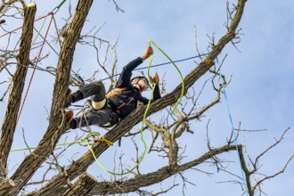 Detroit, Michigan - Members of the Detroit Arborist Collective trim dead branches from a burr oak