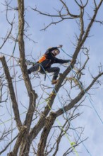 Detroit, Michigan - Members of the Detroit Arborist Collective trim dead branches from a burr oak