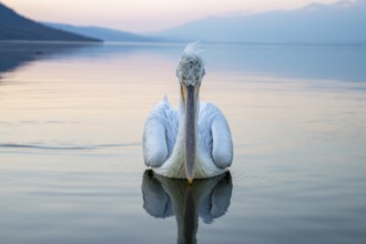 Dalmatian Pelican (Pelecanus crispus), Dalmatian Pelican, swimming, morning mood, in splendour,