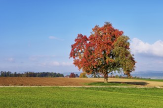Red discoloured pear tree (Pyrus), standing in a meadow, Beinwil, Freiamt, Canton Aargau,