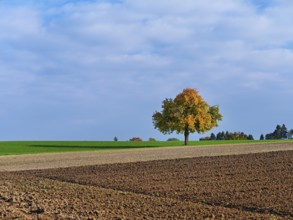Discoloured pear tree (Pyrus), standing in a meadow, Beinwil, Freiamt, Canton Aargau, Switzerland
