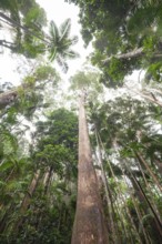 Upward view into ancient Gondwana forest canopy at Minyon Falls track, Lismore, Nightcap National