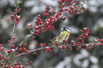 Blue tit (Parus caerulea), Emsland, Lower Saxony, Germany