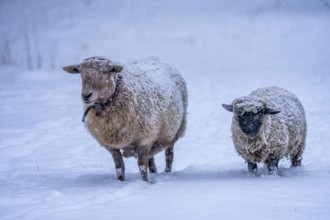 Winter weather, blowing snow, sheep on a snowy pasture, looking for food, thick fur, Elfringhauser