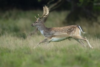 Male fallow deer (dama dama) in the run, Klamptenborg, Copenhagen, Denmark