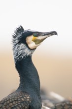 Cormorant (Phalacrocorax carbo) in the breeding colony, Stralsund, Mecklenburg-Western Pomerania,
