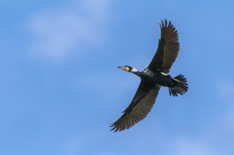 Cormorant (Phalacrocorax carbo) in flight, Stralsund, Mecklenburg-Western Pomerania, Germany