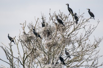Cormorant (Phalacrocorax carbo) in the breeding colony, Stralsund, Mecklenburg-Western Pomerania,