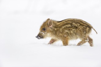 Wild boar (Sus scrofa) in the snow, fresh boar, Melle, Lower Saxony, Germany