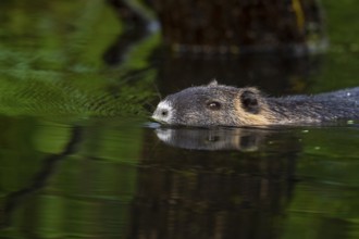 Nutria (Myocastor coypus) in a body of water, Osnabrück, Lower Saxony, Germany