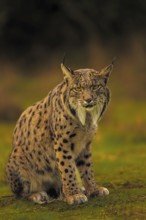 Common Lynx, Iberian Lynx, Lynx pardinus, Castilla La Mancha, Spain