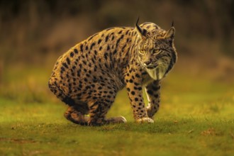 Common Lynx, Iberian Lynx, Lynx pardinus, Castilla La Mancha, Spain