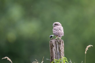 A little owl (Athene noctua) sitting alone on an old willow pole in front of a soft green