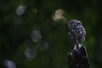 A little owl (Athene noctua) sitting alone on an old willow pole in front of a soft green
