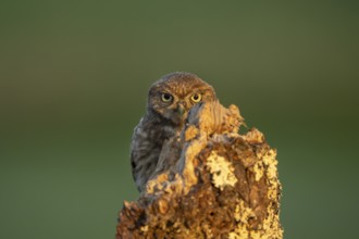 Little owl (Athene noctua) on tree trunk, bird, Race, Slovenia