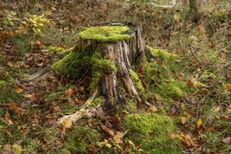 Tree stump with moss and autumn leaves in the forest in Skåne county, Sweden, Scandinavia