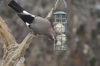 Eurasian jay (Garrulus glandarius) at winter feeding in the forest, Allgäu, Bavaria, Germany,