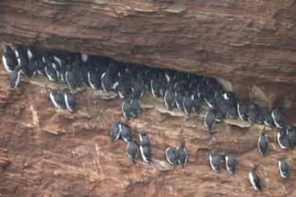 A large group of a densely packed bird colony of guillemots (Uria aalge) sits on a red sandstone