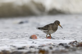 A common sandpiper (Calidris maritima) stands in shallow water surrounded by hectic wave foam,