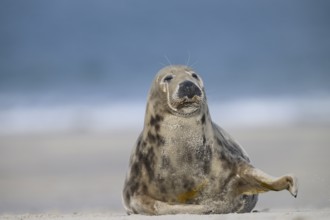 A grey seal (Halichoerus grypus) rests relaxed on the beach, with the background of the calm sea,