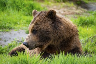 Brown bear (Ursus arctos), animal portrait, Alaska, USA