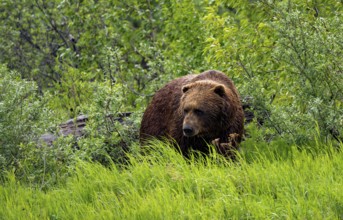 Brown bear (Ursus arctos) in the grass in spring, Alaska, USA