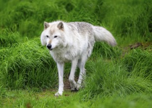 Arctic wolf (Canis lupus arctos), Alaska, USA