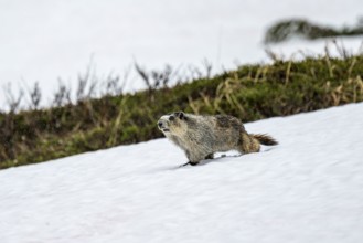 Hoary marmot (Marmota caligata) walking on snow in spring, Alaska, USA