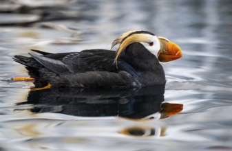 Yellow-crested flounder (Fratercula cirrhata), swimming in the water, Alaska, USA