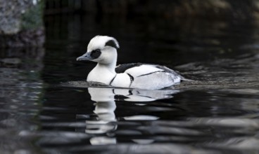 Red-breasted Merganser (Mergellus albellus), swimming in the water, Alaska, USA
