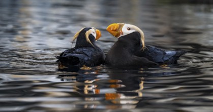 Yellow-crested Puffin (Fratercula cirrhata), two birds swimming in the water, Alaska, USA