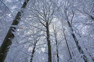 Snowy trees, treetops, forest, snow, winter, Sieversen, Samtgemeinde Rosengarten, Lower Saxony,