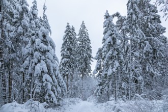 Snowy trees, conifers, forest, snow, winter, Sieversen, Samtgemeinde Rosengarten, Lower Saxony,