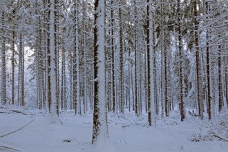 Snowy trees, tree trunks, forest, snow, winter, Sieversen, Samtgemeinde Rosengarten, Lower Saxony,