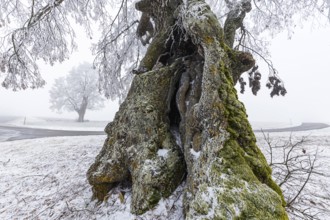 A distinctive linden tree with hoarfrost in the Swabian Jura. The Lindele natural monument in