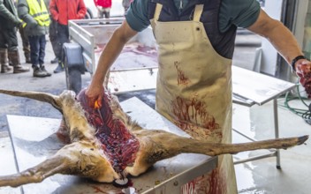 Driven hunting in Schönbuch. In autumn, hunters go hunting for wild boar and deer. After the hunt