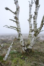 Birches in winter Rehdener Geestmoor in fog, Diepholzer Moorniederung, Rehden, Lower Saxony,